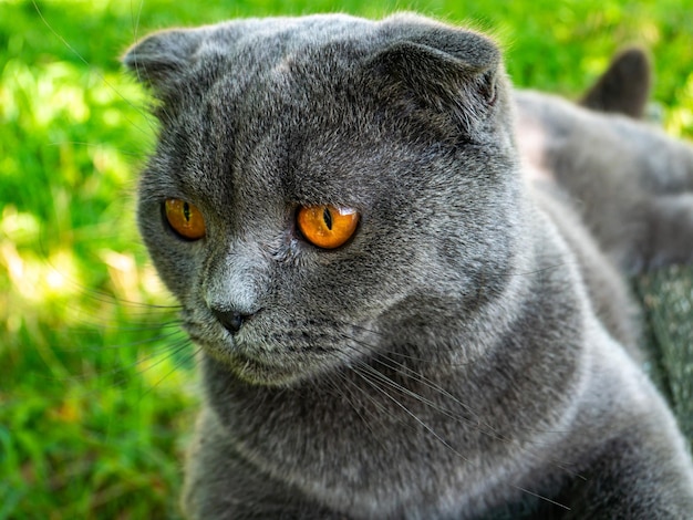 Portrait d'un chat Scottish Fold aux yeux orange