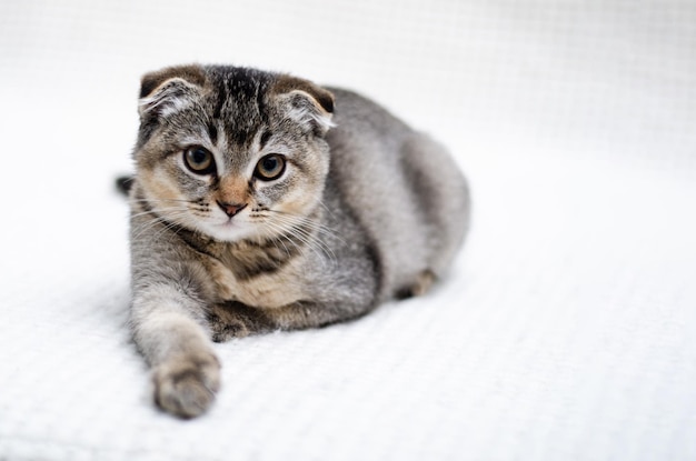 Portrait de chat Scottish fold, Close up, isolé sur fond blanc