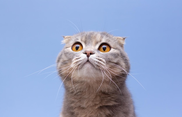 Portrait de chat Scottish fold sur fond bleu isolé