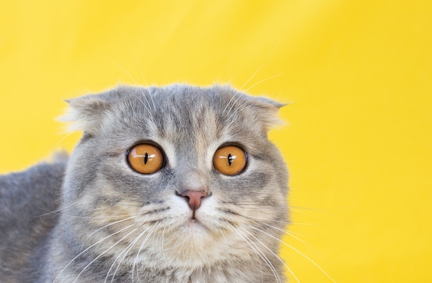 Portrait d'un chat Scottish Fold gris à rayures noires aux yeux jaunes en gros plan sur fond clair. Animal curieux drôle mignon.