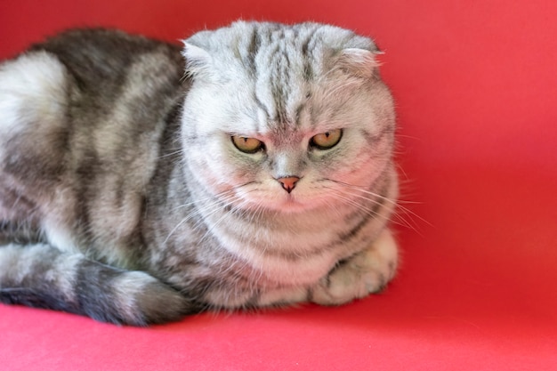 Portrait de chat Scottish Fold