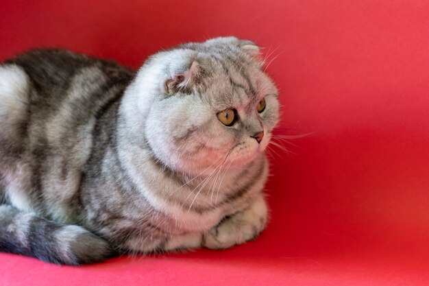 Portrait de chat Scottish Fold