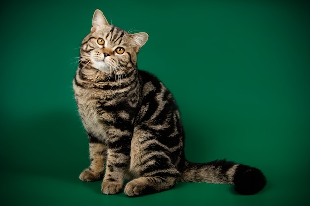 Portrait d'un chat Scottish Straight Shorthair sur un mur de couleur