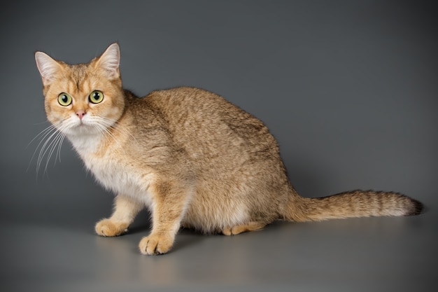 Portrait d'un chat Scottish Straight Shorthair sur un mur de couleur