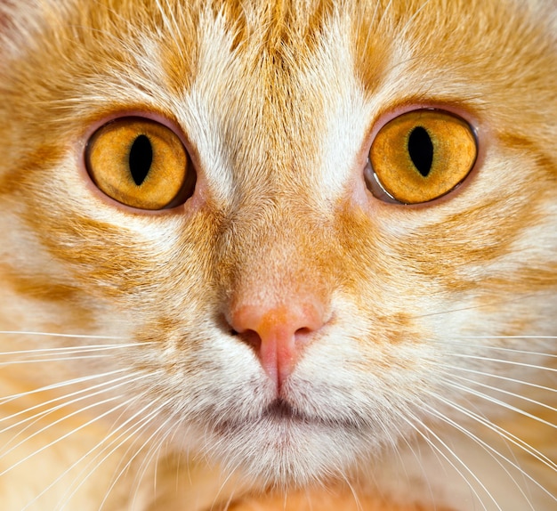 Portrait d'un chat se bouchent
