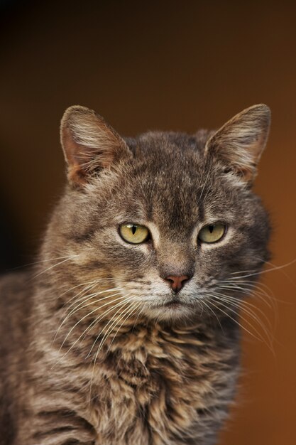 Portrait de chat se bouchent