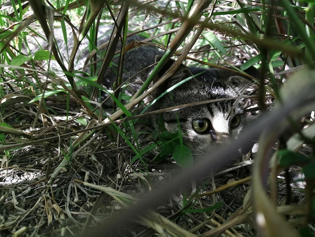 Photo portrait d'un chat se cachant derrière des plantes