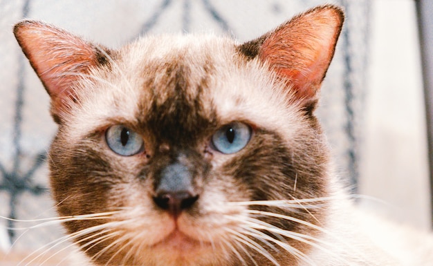 Portrait de chat siamois regardant la caméra