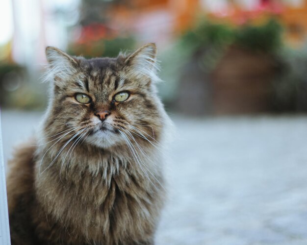 Portrait d'un chat sibérien dans la rue