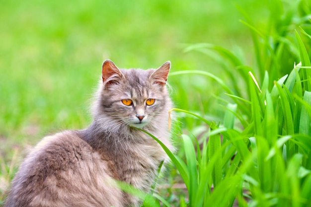 Portrait d'un chat sibérien mignon sur l'herbe verte