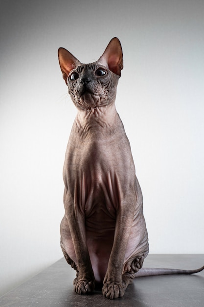 Portrait de chat Sphinx sur une lumière