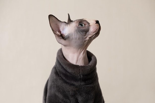 Portrait d'un chat Sphynx canadien en vêtements gris chauds combinaison sur fond beige Vêtements pour animaux de compagnie