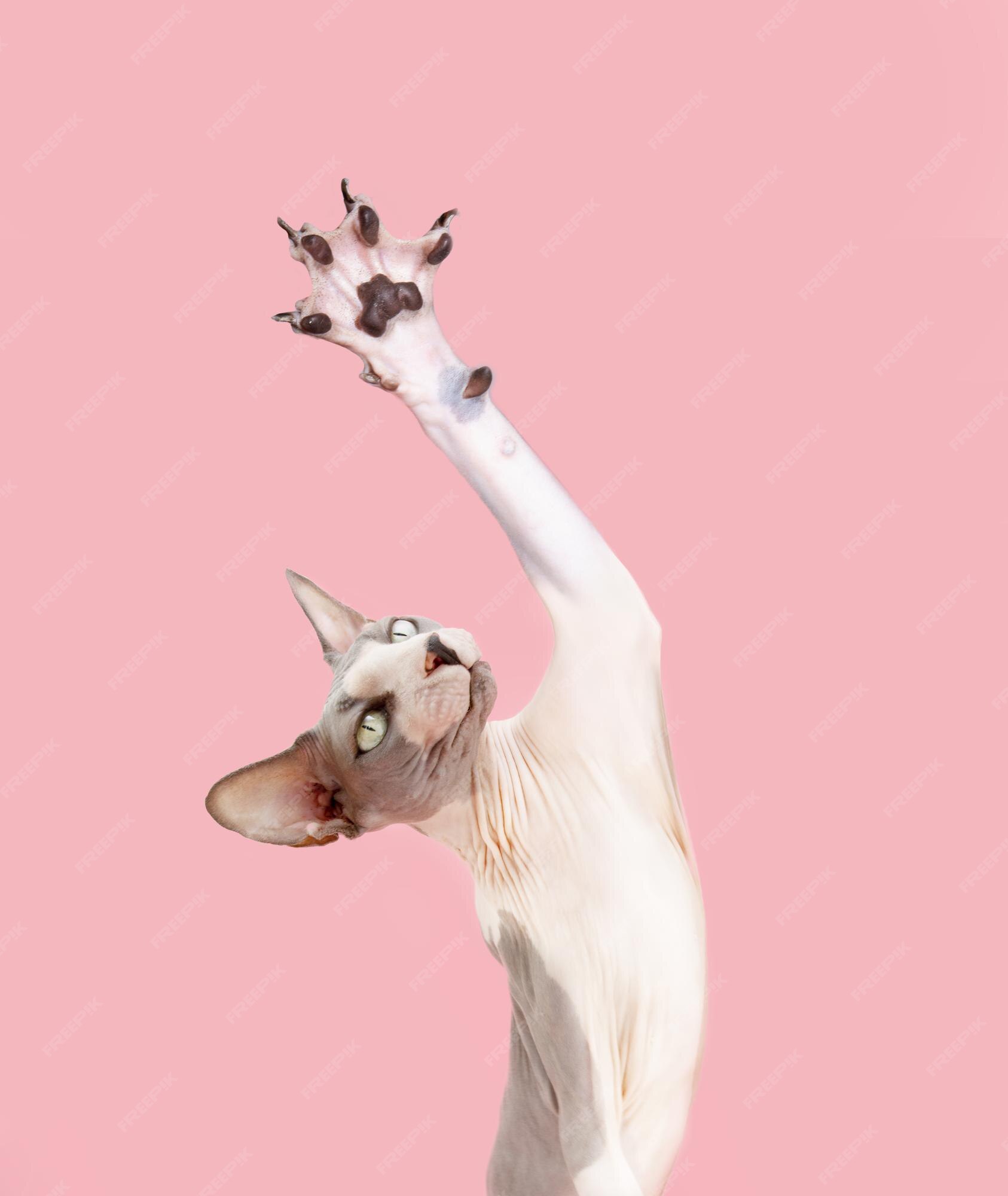 Images Chat Sans Poils Sphynx Vecteurs Photos Et Psd Gratuits