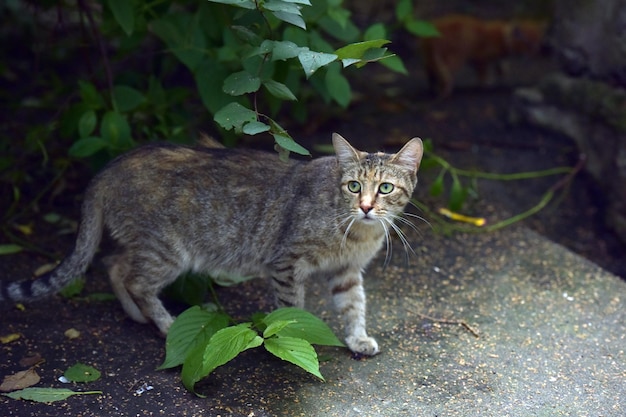 Portrait d'un chat tabby sur une plante