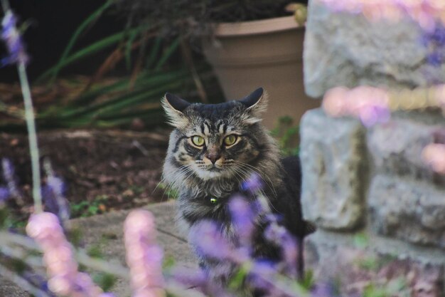 Photo portrait d'un chat tabby sur une plante