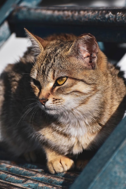 Portrait d'un chat tabby