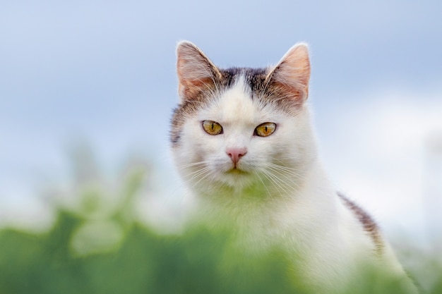 Portrait d'un chat tacheté blanc parmi l'herbe verte dans le flou.