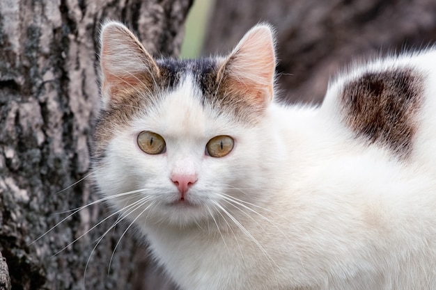 Portrait d'un chat tacheté blanc près d'un tronc d'arbre.