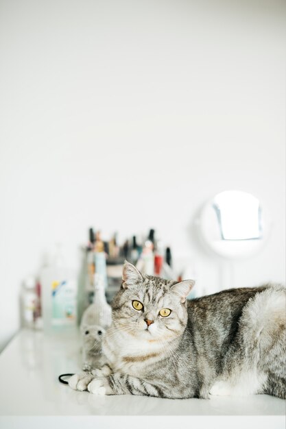 Portrait de chat tigré assis sur un bureau blanc à la maison