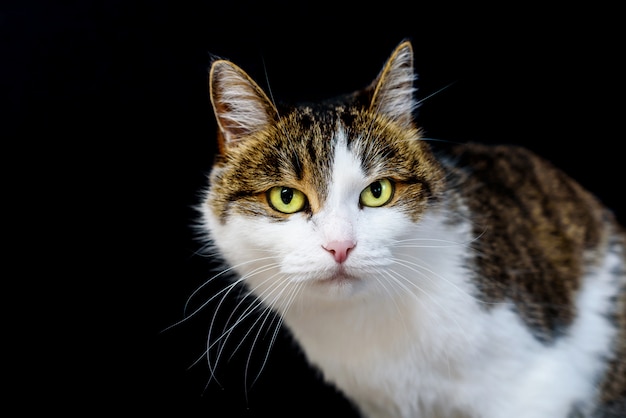 Portrait de chat tigré aux yeux jaunes à huis clos sur fond noir isolé