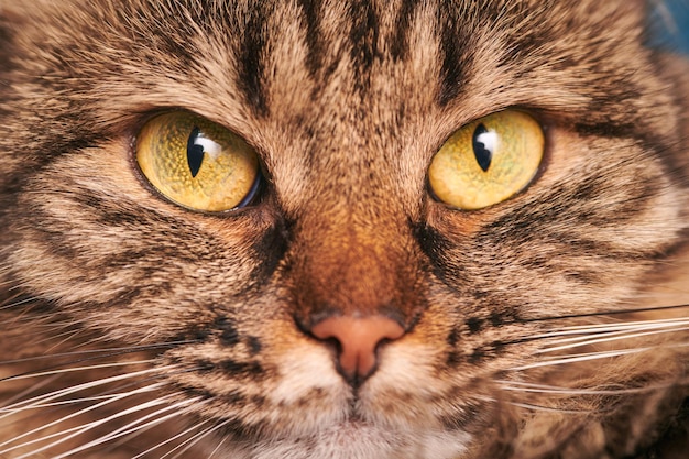 Portrait de chat tigré avec de grands yeux vert-jaune, des moustaches blanches et un nez rose. Adorables yeux de chat de race pure, macro de visage de chat Highland Scottish Fold. Visage de chat domestique en marbre moelleux en gros plan, tourné en studio