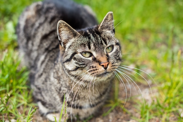 Portrait d'un chat tigré gris avec de longues moustaches. Animal mignon. Visage de chat