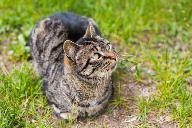 Portrait d'un chat tigré gris avec de longues moustaches