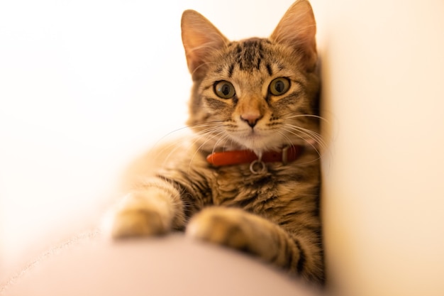 Portrait d'un chat tigré