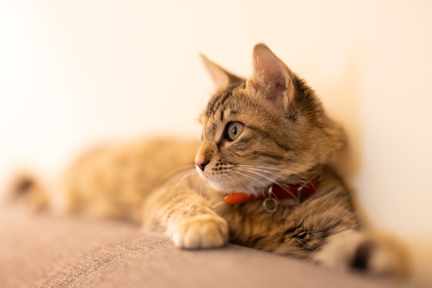 Portrait d'un chat tigré