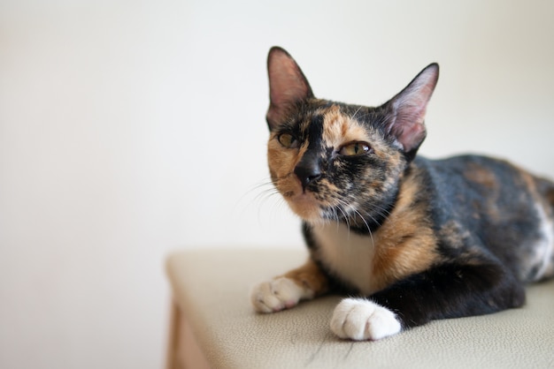 Portrait de chat tricolore ou calicot ou tortie et blanc ou écaille de tortue au visage grincheux