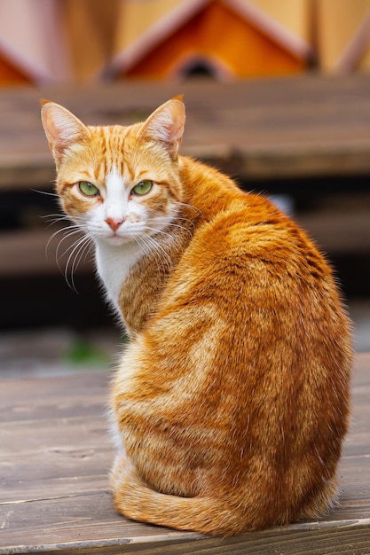 Portrait d'un chat tricolore mignon dans la rue