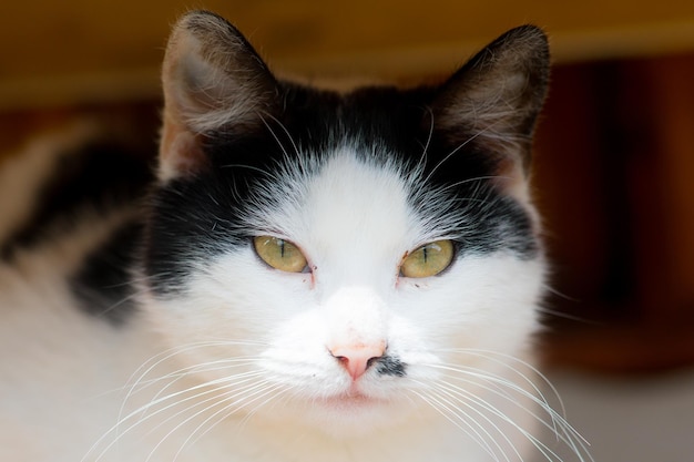 Portrait d'un chat triste couleur noir et blanc