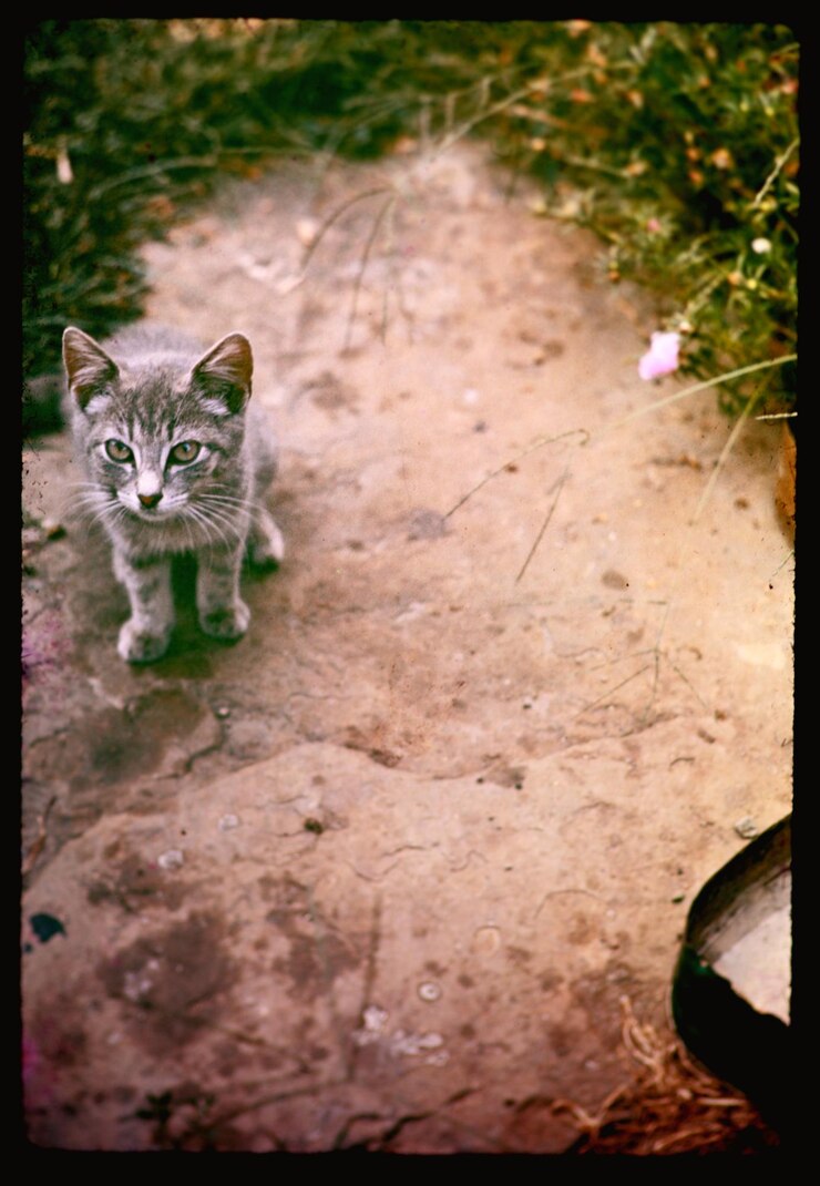 Photo portrait d'un chat