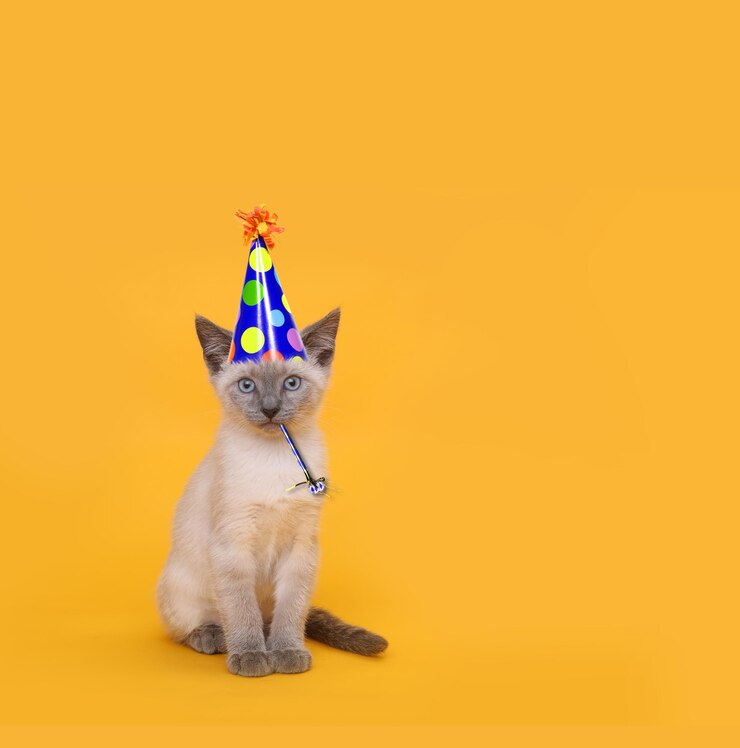 Photo portrait d'un chat