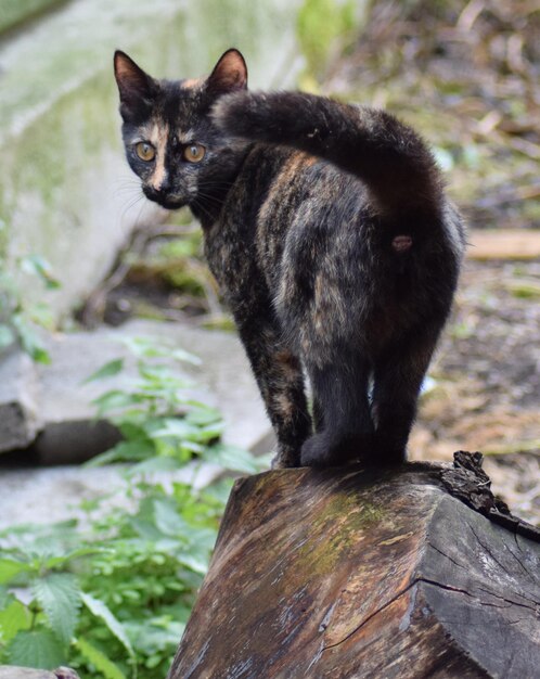 Photo portrait d'un chat