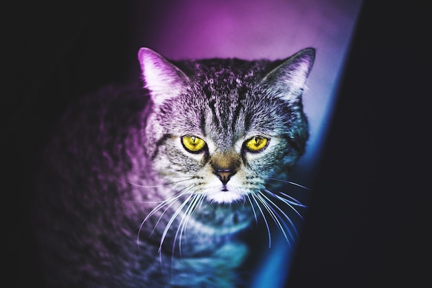 Portrait d'un chat