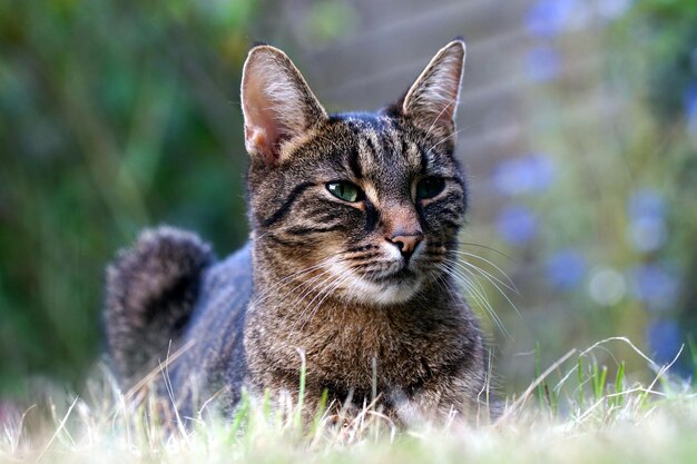 Photo portrait d'un chat