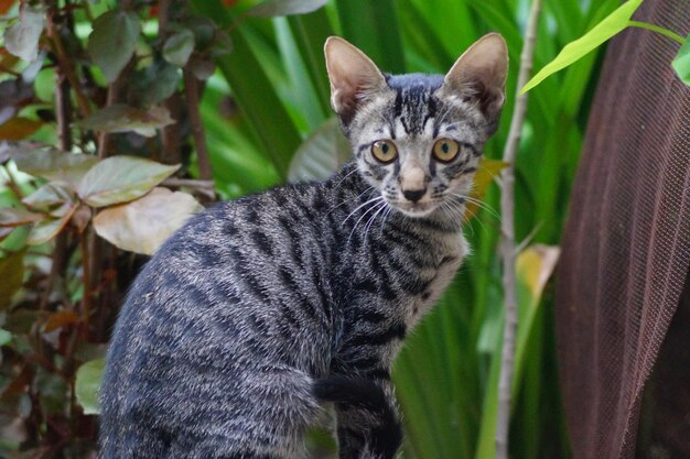 Portrait d'un chat