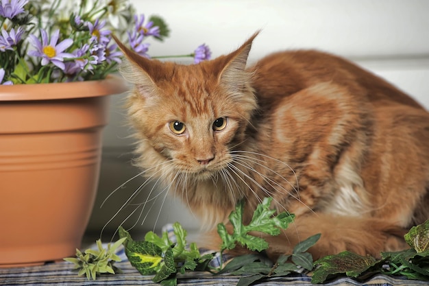 Portrait d'un chat