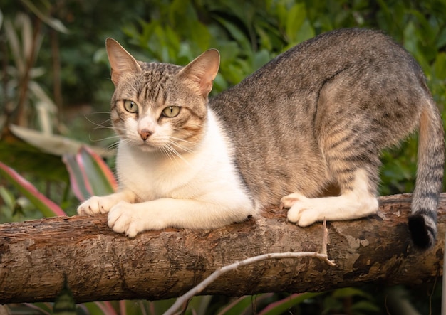 Portrait d&#39;un chat