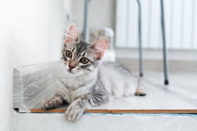 Portrait de chaton American shorthair à la maison.