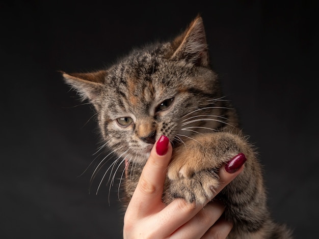 Portrait d'un chaton assis sur ses bras et regarde au loin