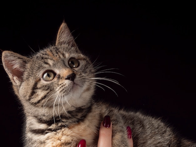 Portrait d'un chaton assis sur ses bras et regarde au loin