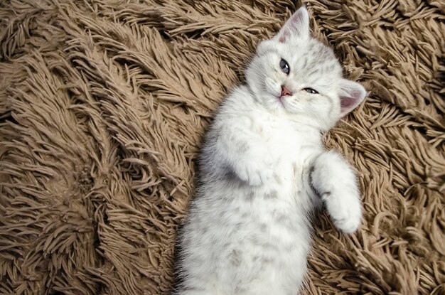 Portrait d'un chaton blanc mignon qui se trouve sur un tapis