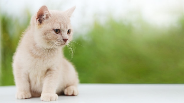 Portrait de chaton britannique à poil court en plein air