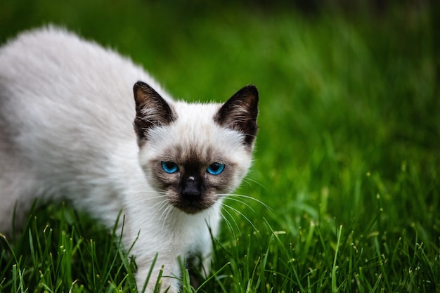 Photo portrait d'un chaton sur le champ.