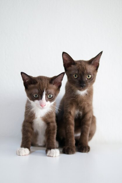 Portrait de chaton chat assis sur fond de mur blanc