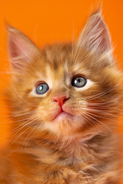 Portrait de chaton coon américain mâle avec des yeux brillants sur fond orange beau chaton âgé de quelques semaines...