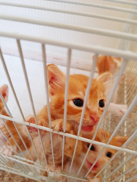 Photo portrait d'un chaton dans une cage