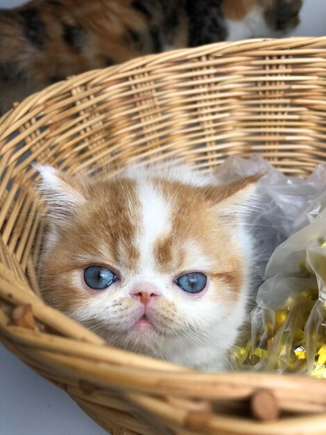 Portrait d'un chaton dans un panier.